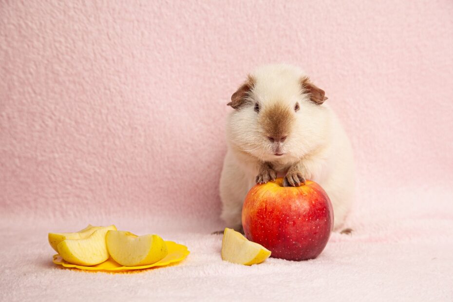 guinea pig and apple